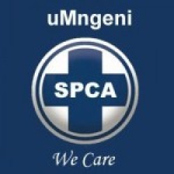 uMngeni SPCA's Urgent Plea: Dog Jerseys, Recovery Cones & Kitten/Puppy Food
