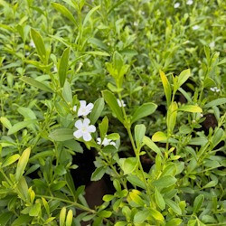 One week Freylinia special at Tanglewood Nursery