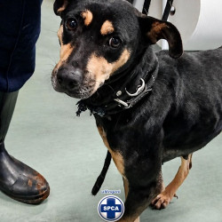 uMngeni SPCA rescued this sweet pup at the old Hilton dump