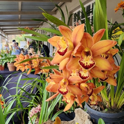 Orchid Society’s annual winter show - 8th August 2026