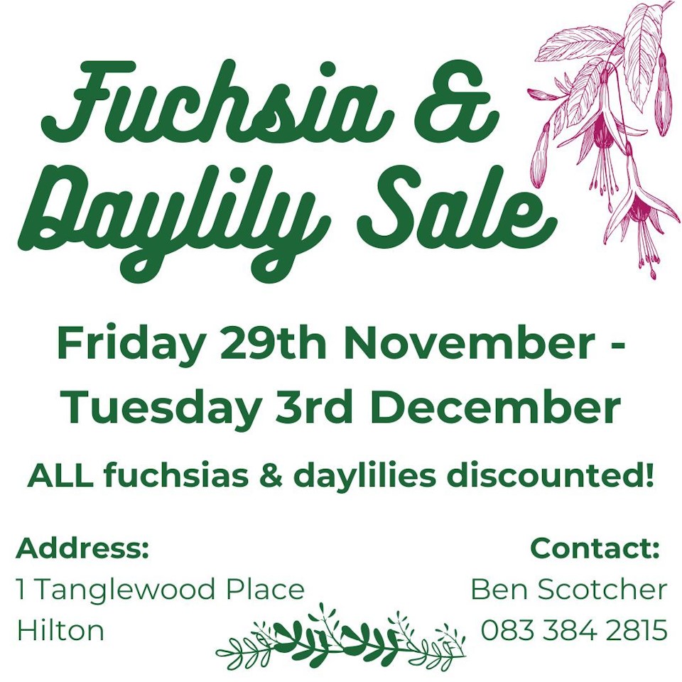 29 nov 3 dec tanglewood fuchsia sale