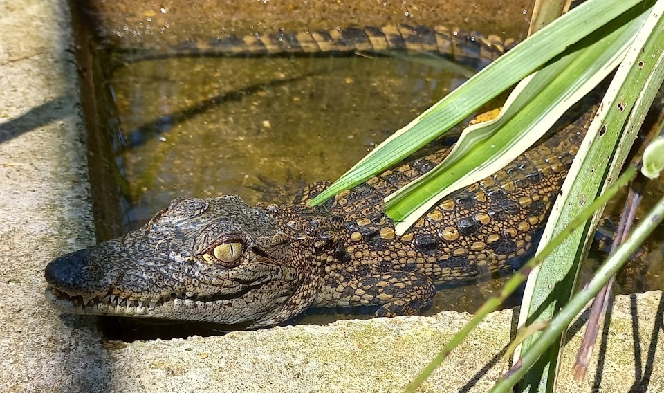 nile croc off to ukuwela reserve