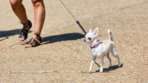1000 paws 2025 programme