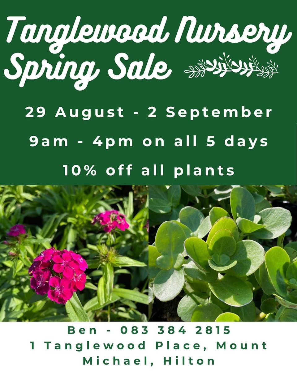 29 aug tanglewood sale