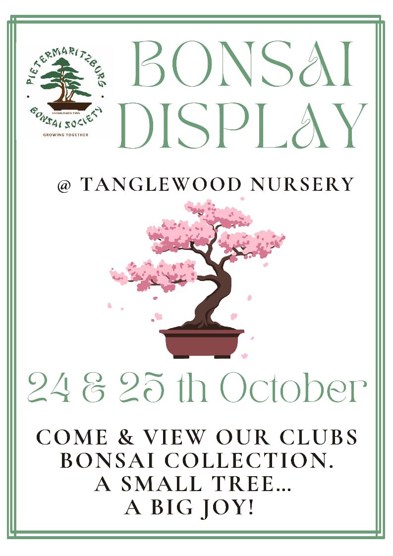bonsai display tanglewood
