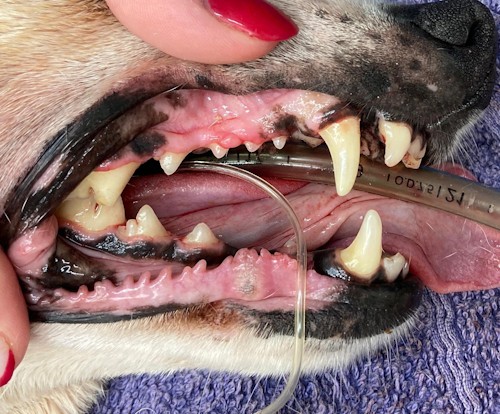 dental hygiene vet house hilton