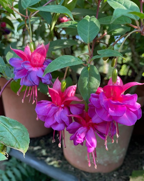 dollar princess at tanglewood nursery