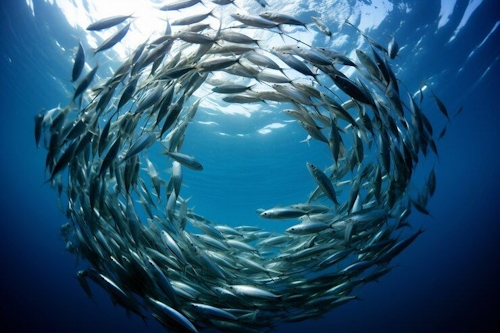 sardine run 1