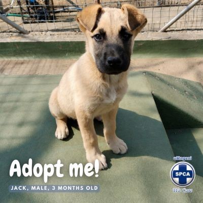 Adopt square