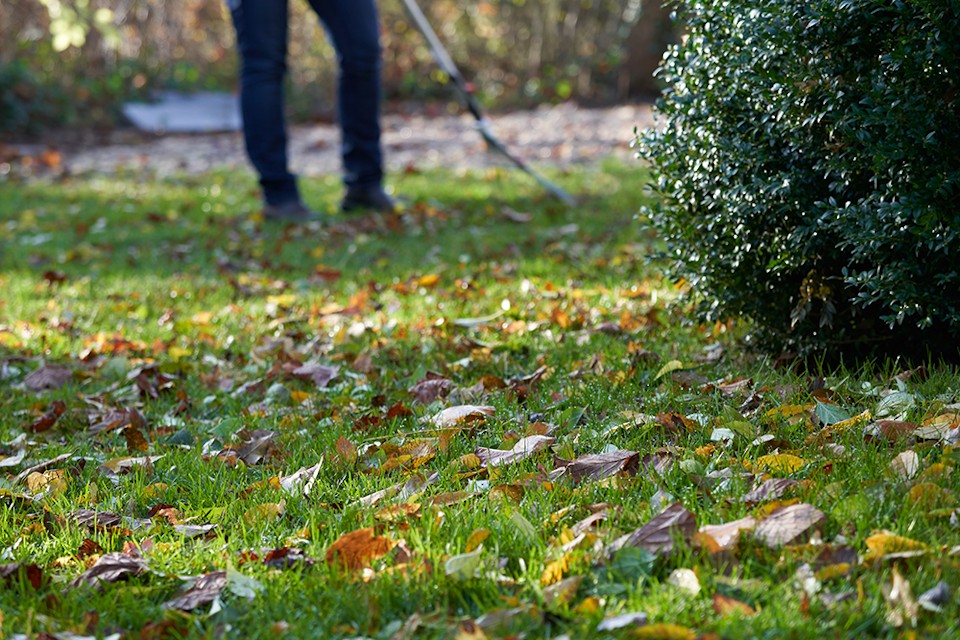 POINT 3 FALLEN LEAVES