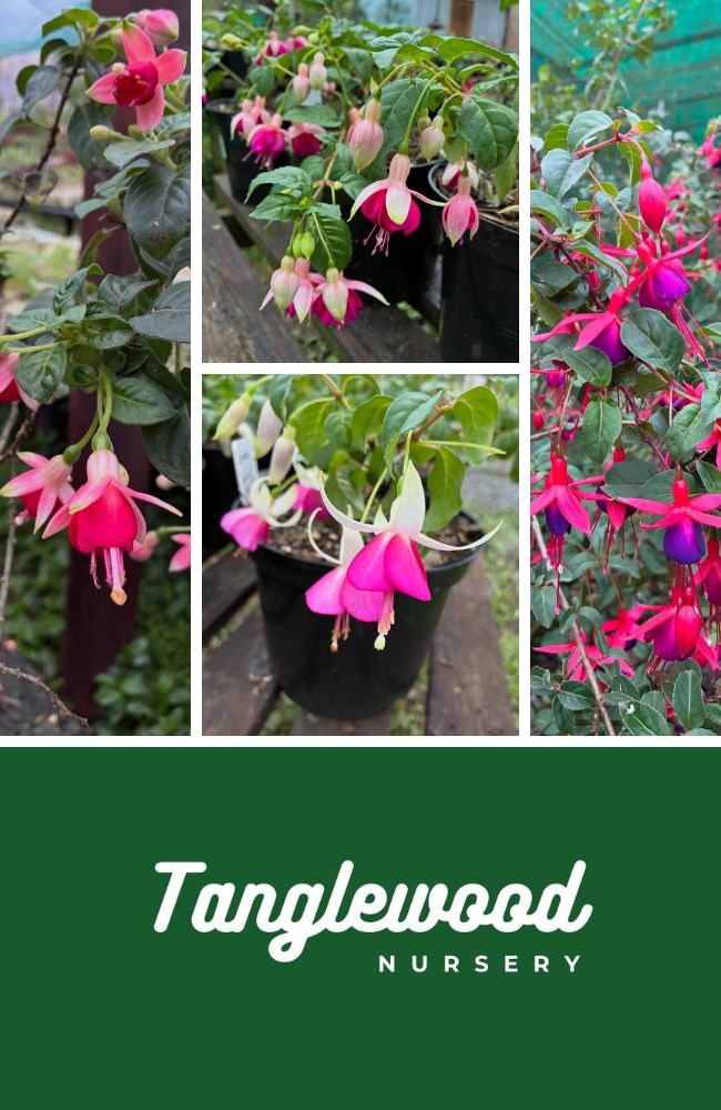 Sandplay Therapy Ad 2