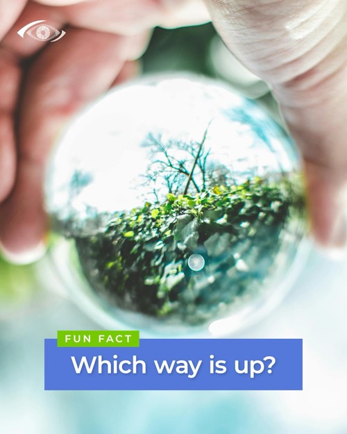 jmo hilton optom fun fact march