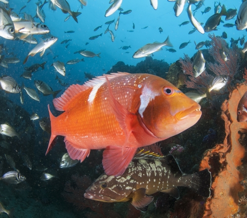 The beauty of a MPA De Hoop Steve Benjamin 002