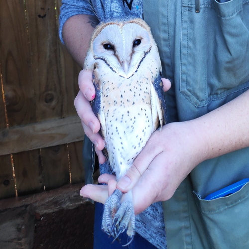 barn owl free me june