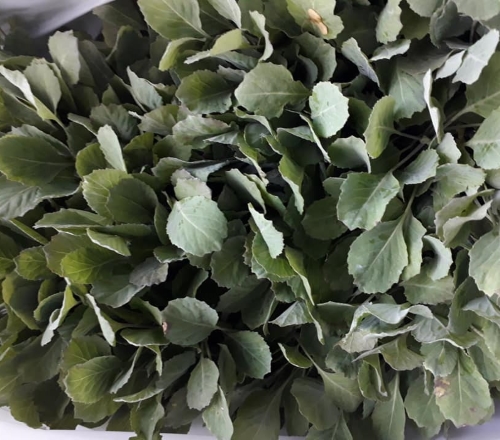 cabbage copy