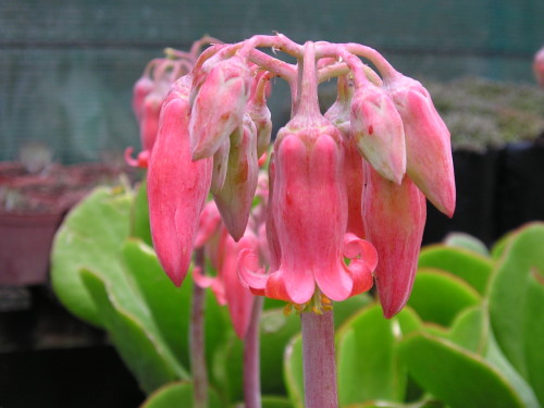 aloe 2 copy