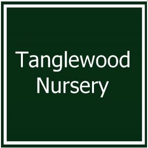 tanglewood