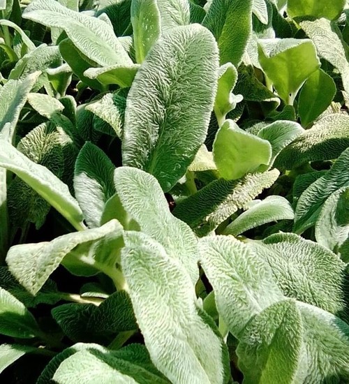 lambs ear groundcover hilton tanglewood