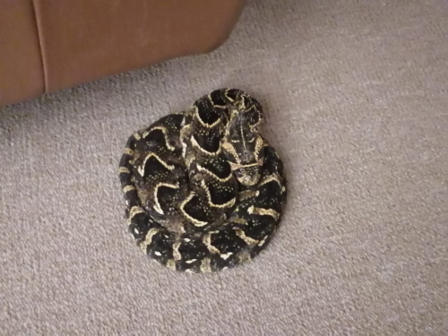puffadder in lounge cover