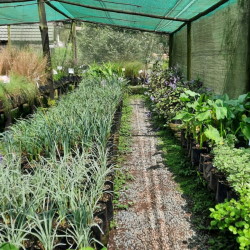 tanglewood nursery 20 off