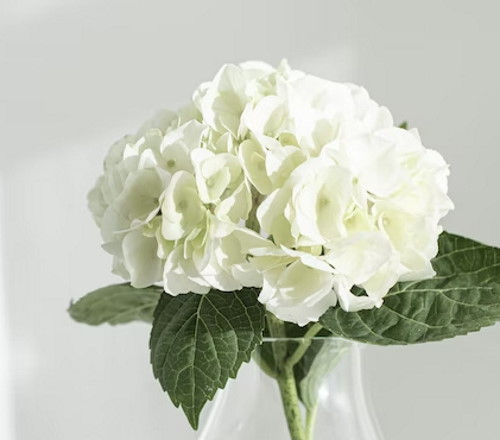 tanglewood white hydrangeas