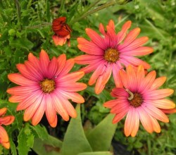 tanglewood nursery cover pic april 2016