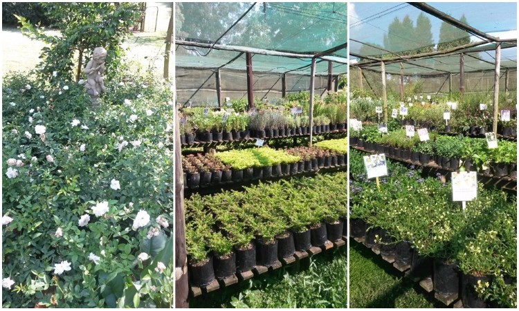 tanglewood nursery half price sale jan17