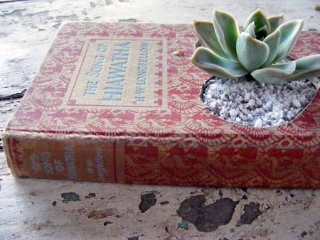 sueperb succulents 450