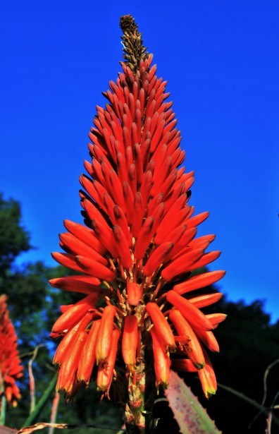 aloe