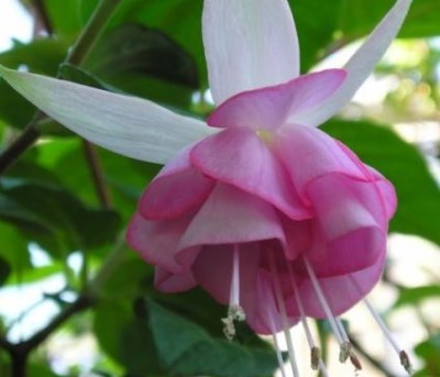 fuchsia