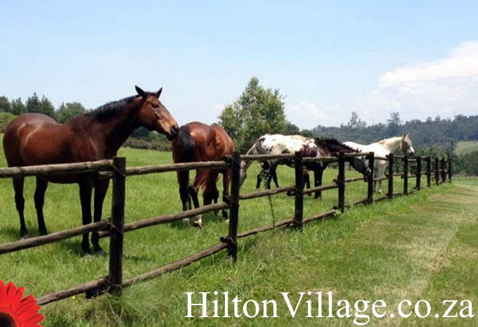 HiltonVillage.co.za