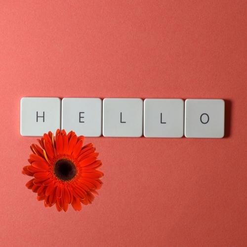 hello hilton daisy cover