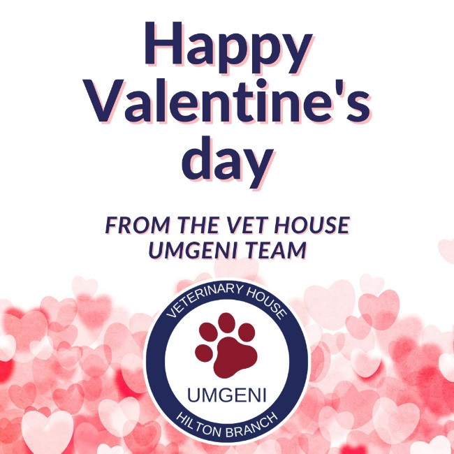 umgeni vet valentines day deal