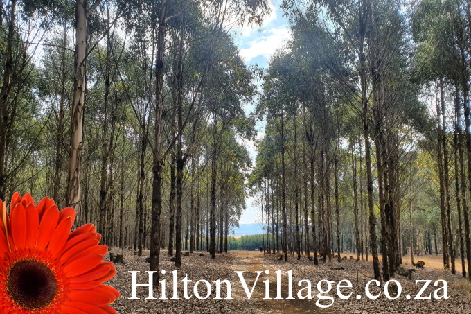 HiltonVillage.co.za