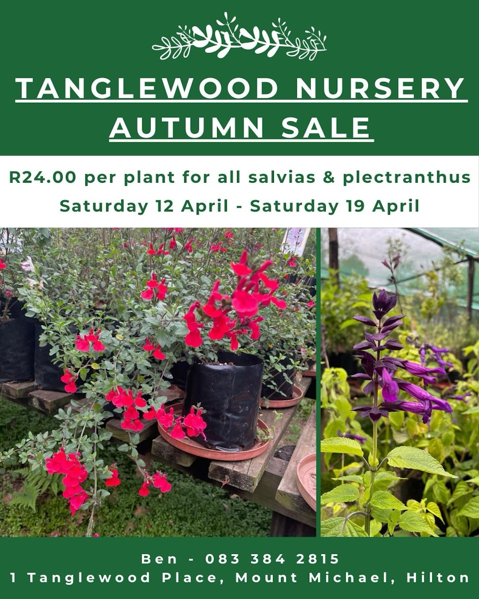 tanglewood autumn sale