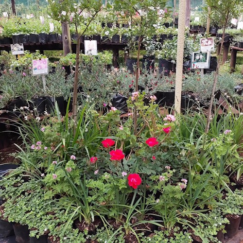 tanglewood nursery oct 2023