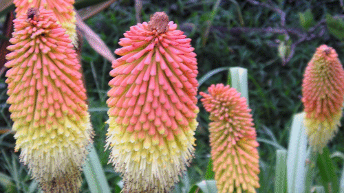 tanglewood red hot pokers